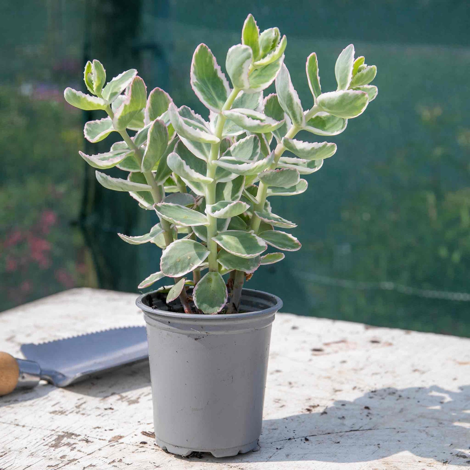 Sedum 'seduction La Vie En Rose' - Compact Variegated Perennial 9cm Plants | 3 x 9cm | Pink