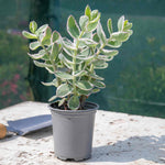 Sedum 'seduction La Vie En Rose' - Compact Variegated Perennial 9cm Plants | 1 x 9cm | Pink