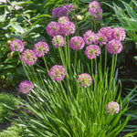 Allium Millennium - Purple Ornamental Onion, 45cm | 1 x 9cm | Pink