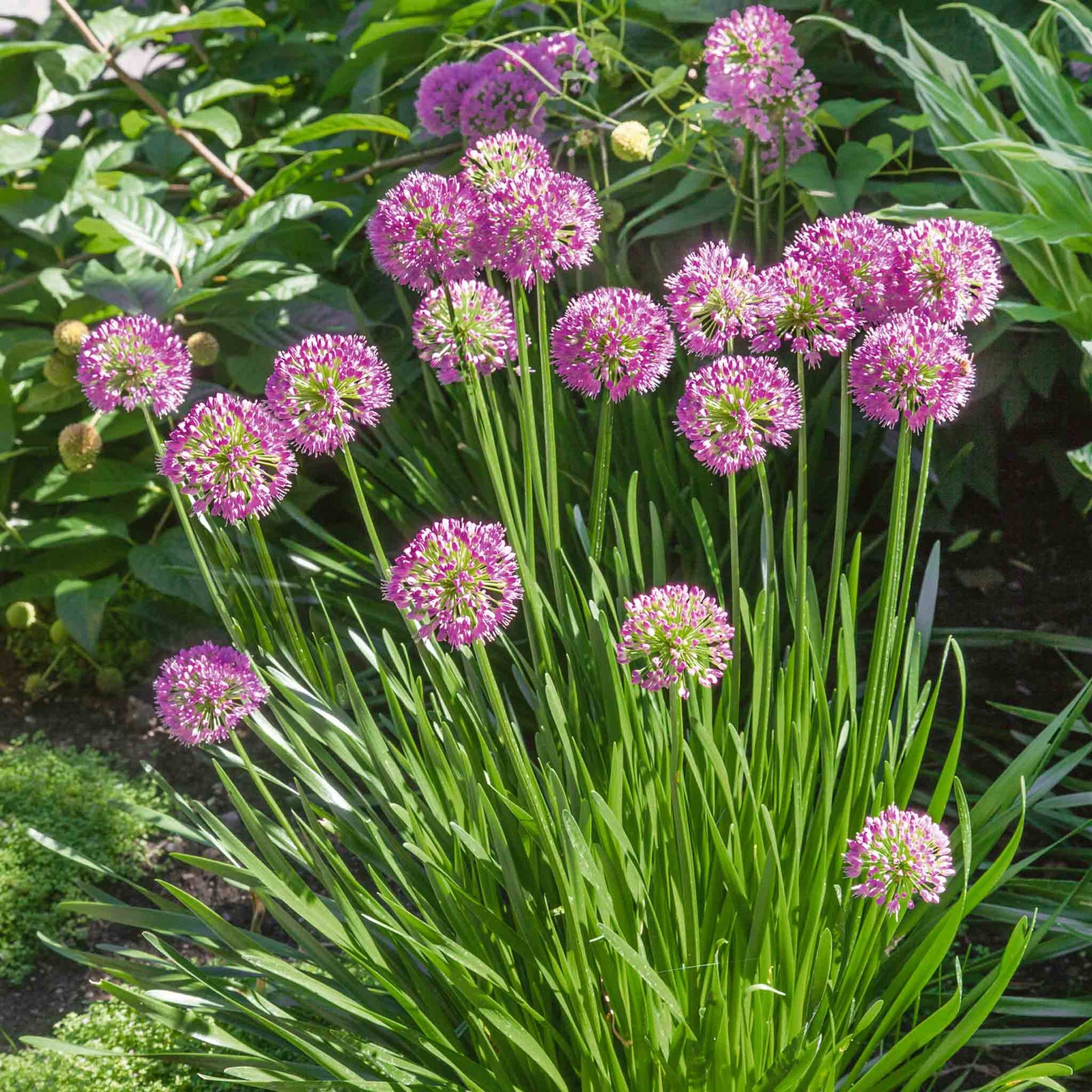 Allium Millennium - Purple Ornamental Onion, 45cm | 1 x 9cm | Pink