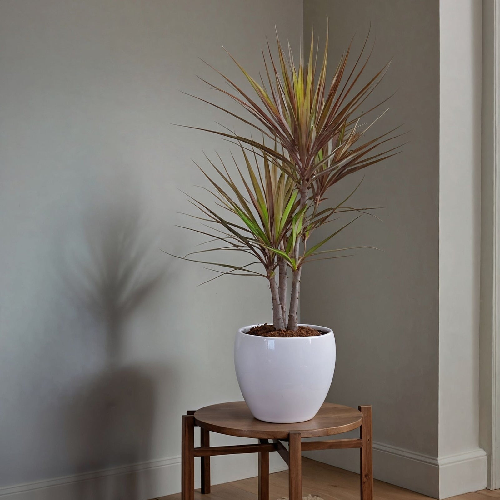 Madagascar Dragon Tree - Dracaena Marginata 'magenta' - Height 70-80cm - ⌀17cm | Set of 1 | Green
