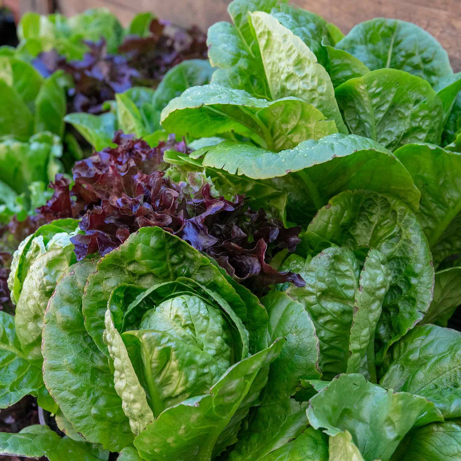 Lettuce Crispy Mix | 12 x Plug Plants | Green