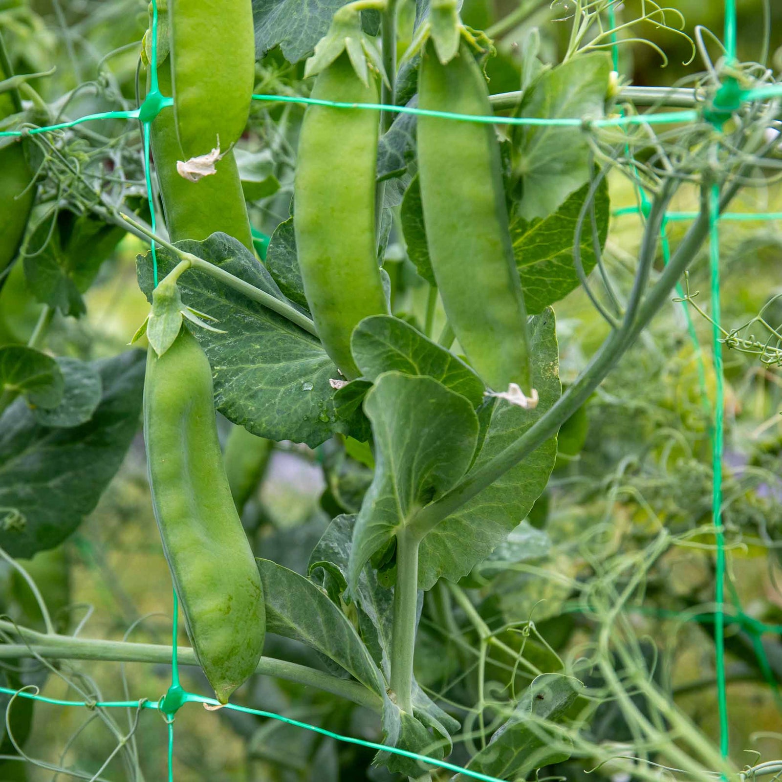 Mangetout Pea 'snow Wind' Garden Ready Plants | 12 x Garden Ready Plugs | Green