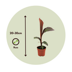 Abyssinian Banana - Ensete Ventricosum 'maurelli' - H20-30cm - ⌀9cm | Set of 4 | Green