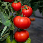 Cordon Tomato 'big Daddy', Beefsteak Up To 425g 9cm Plants | Set of 3