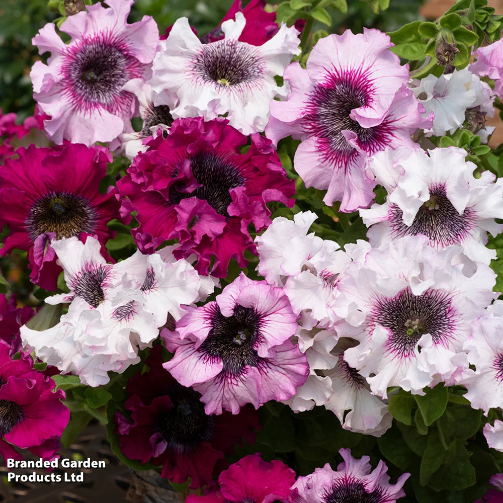 Petunia Superbissima Triumph Mix - Largest Petunia Blooms Garden Ready Plants | 48 x Garden Ready Plants
