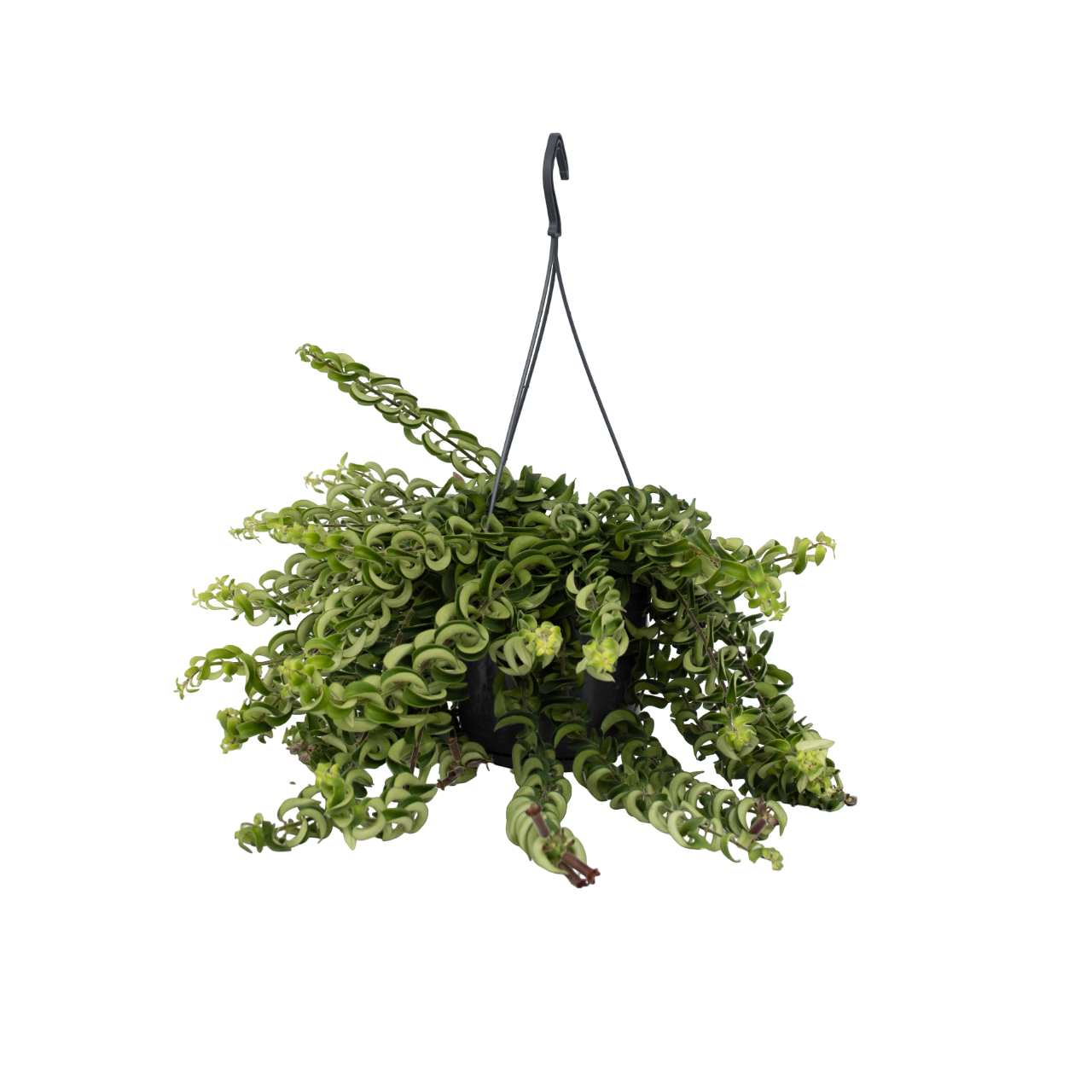 Lipstick Plant - Aeschynanthus Pulcher - Height 20-30cm - ⌀15cm | Set of 1 | Red