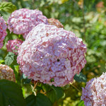 Hydrangea 'candybelle Bubblegum' Pink Flowering Shrub | 1 x 3L | Pink