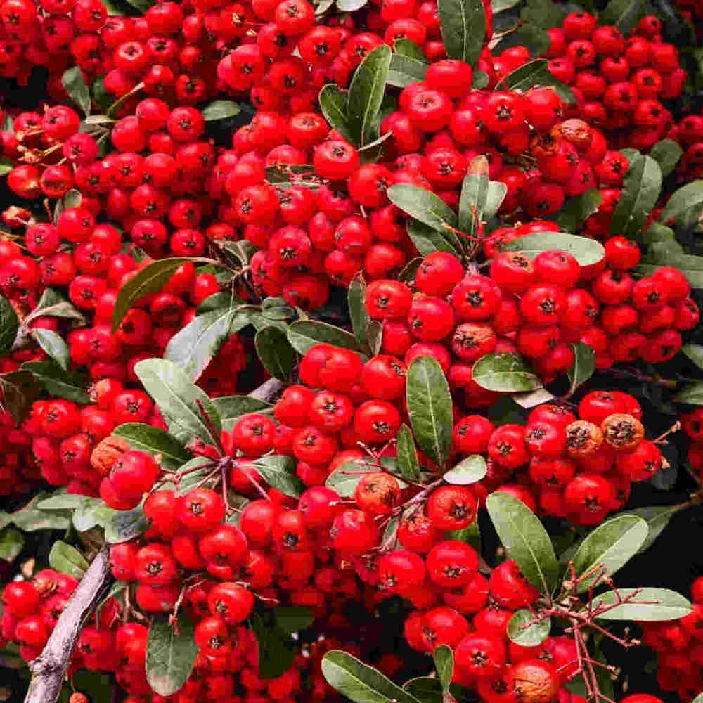 Hayloft Pyracantha Red Star - 9cm Pot
