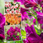 Alstroemeria Inticancha Collection — Bryce, Maya And Paraiso | 6 x Plug Plants