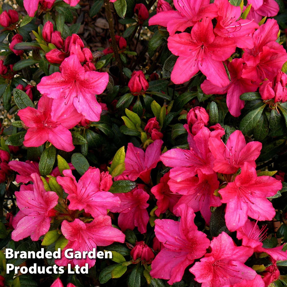 Azalea Japonica Vuyks Scarlet 9cm Pot | Set of 3