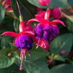 Fuchsia Hardy Collection | 6 x Jumbo Plugs | Multi
