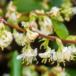 Lonicera Fragrantissima - Winter Flowering Honeysuckle | Set-of-3