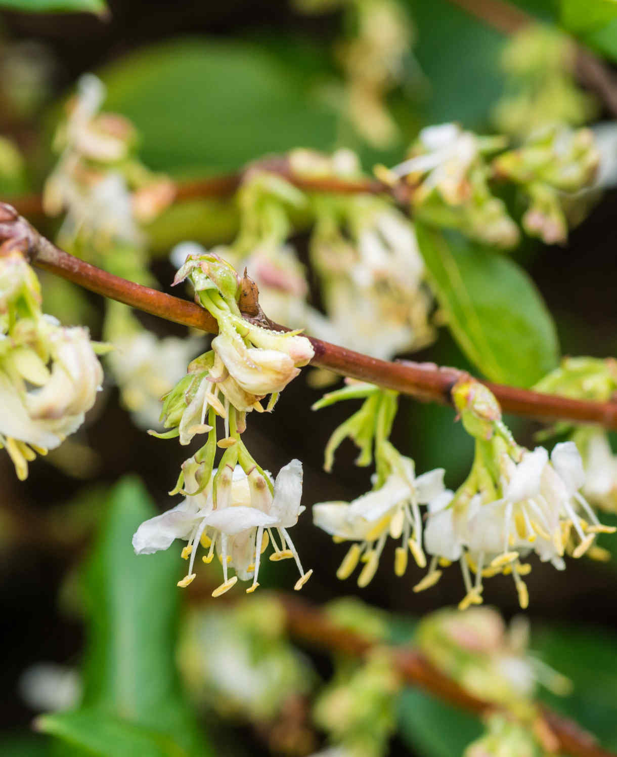 Lonicera Fragrantissima - Winter Flowering Honeysuckle | Set-of-3