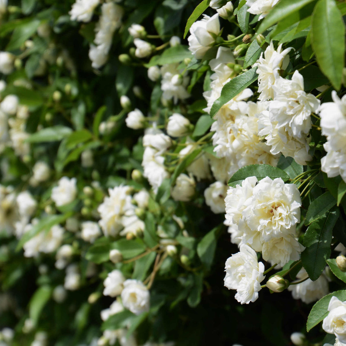Rosa Banksiae 'alba' - 9cm pots | 3 x 9cm | White
