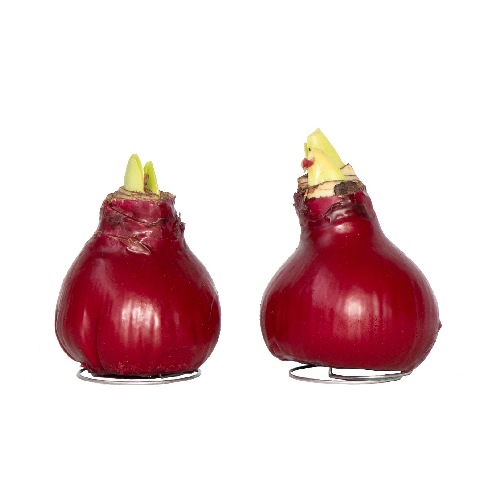 Amaryllis - Hippeastrum 'wax Bordeaux' - Flower Bulb - Red