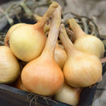 Walla Walla Sweet Onion Plant Seedlings | Set of 20