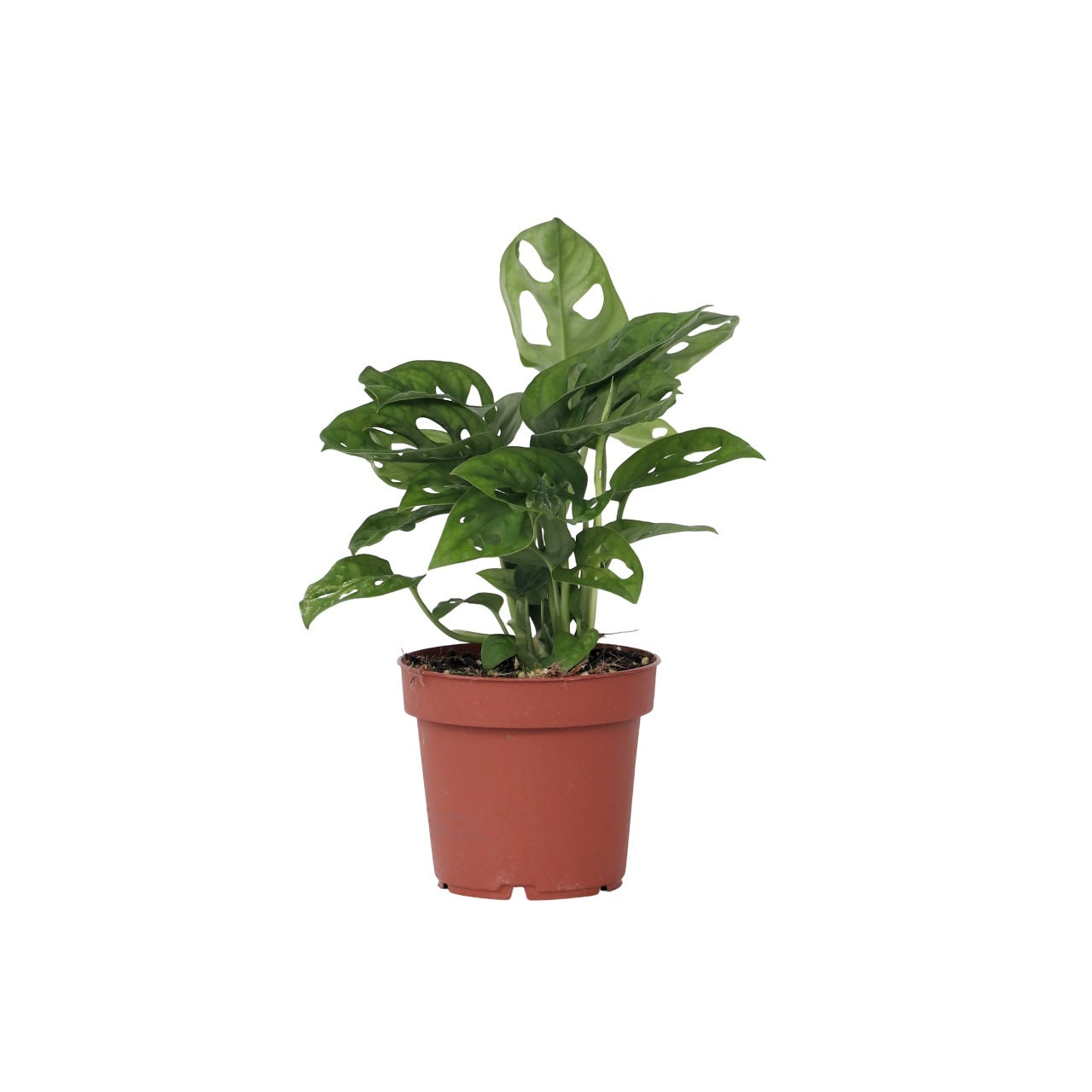 Mini Swiss Cheese Plant - Monstera Adansonii 'monkey Mask' - H25-30cm - ⌀12cm | Set-of-1 | Green