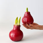 Amaryllis - Hippeastrum 'wax Bordeaux' - Flower Bulb - Red
