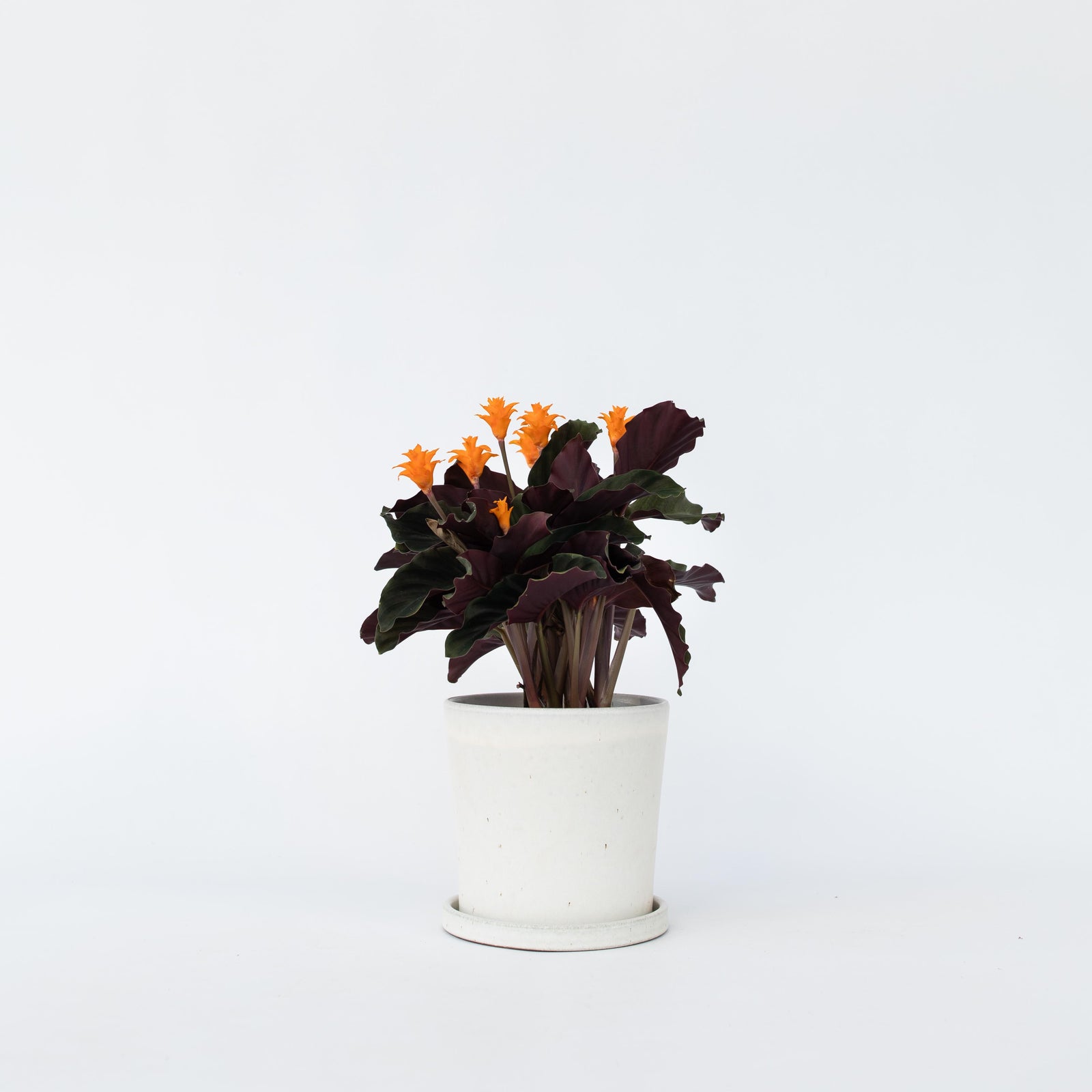 Prayer Plant - Calathea Crocata 'tassmania' - Height 40-50cm - ⌀14cm | Set-of-1 | Orange