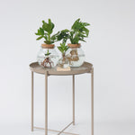 Mini Swiss Cheese Plant - Monstera 'monkey Mask' - Height 25-35cm - ⌀20cm | Set-of-1 | Green