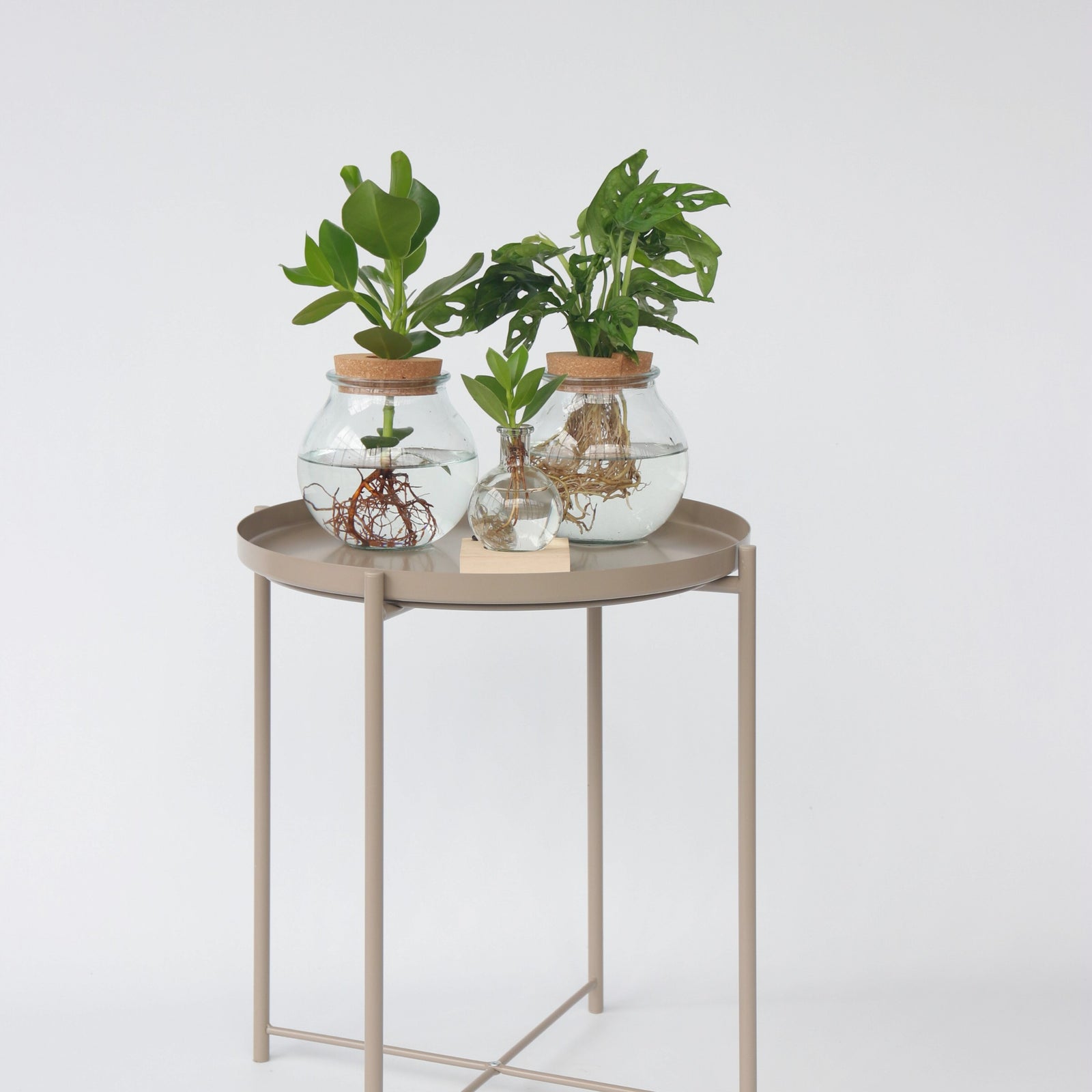 Mini Swiss Cheese Plant - Monstera 'monkey Mask' - Height 25-35cm - ⌀20cm | Set-of-1 | Green