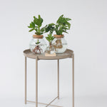 Autograph Tree - Clusia Rosea 'princess' - Height 25-35cm - ⌀20cm | Set-of-1 | Green