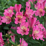 Alstroemeria Collection - 3 Hot-coloured Varieties | 6 x Garden Ready Plugs | Multi
