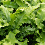 Hart's Tongue Fern (asplenium Scolopendrium) Plant- Evergreen Shade-tolerant | 1 x 2L | Green