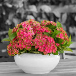 Hydrangea Rembrant Rosso Glory - 14cm pots | Set-of-1 | White