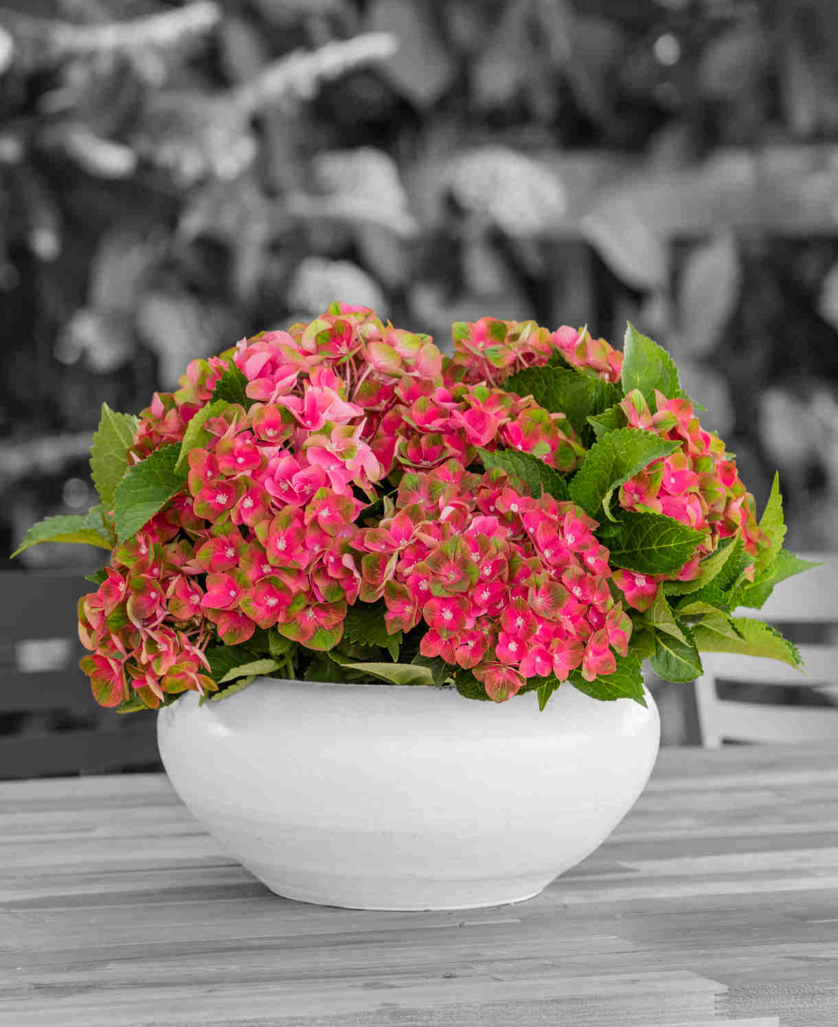 Hydrangea Rembrant Rosso Glory - 14cm pots | Set-of-1 | White