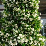 Climb Into A Cloud Of Scent - A Collection Of Fragrant Climbers | Set-of-12 | Multi