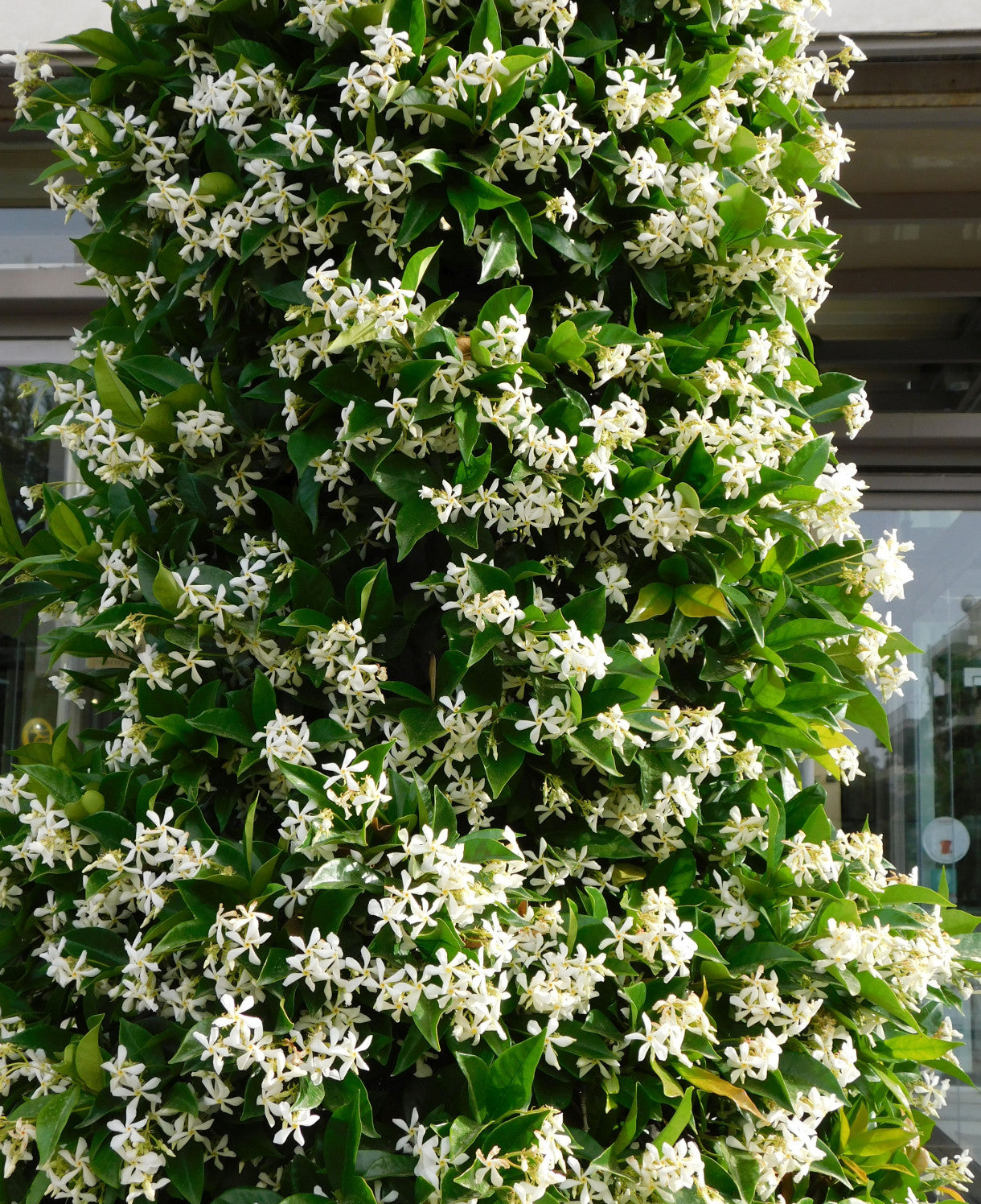 Climb Into A Cloud Of Scent - A Collection Of Fragrant Climbers | Set-of-12 | Multi