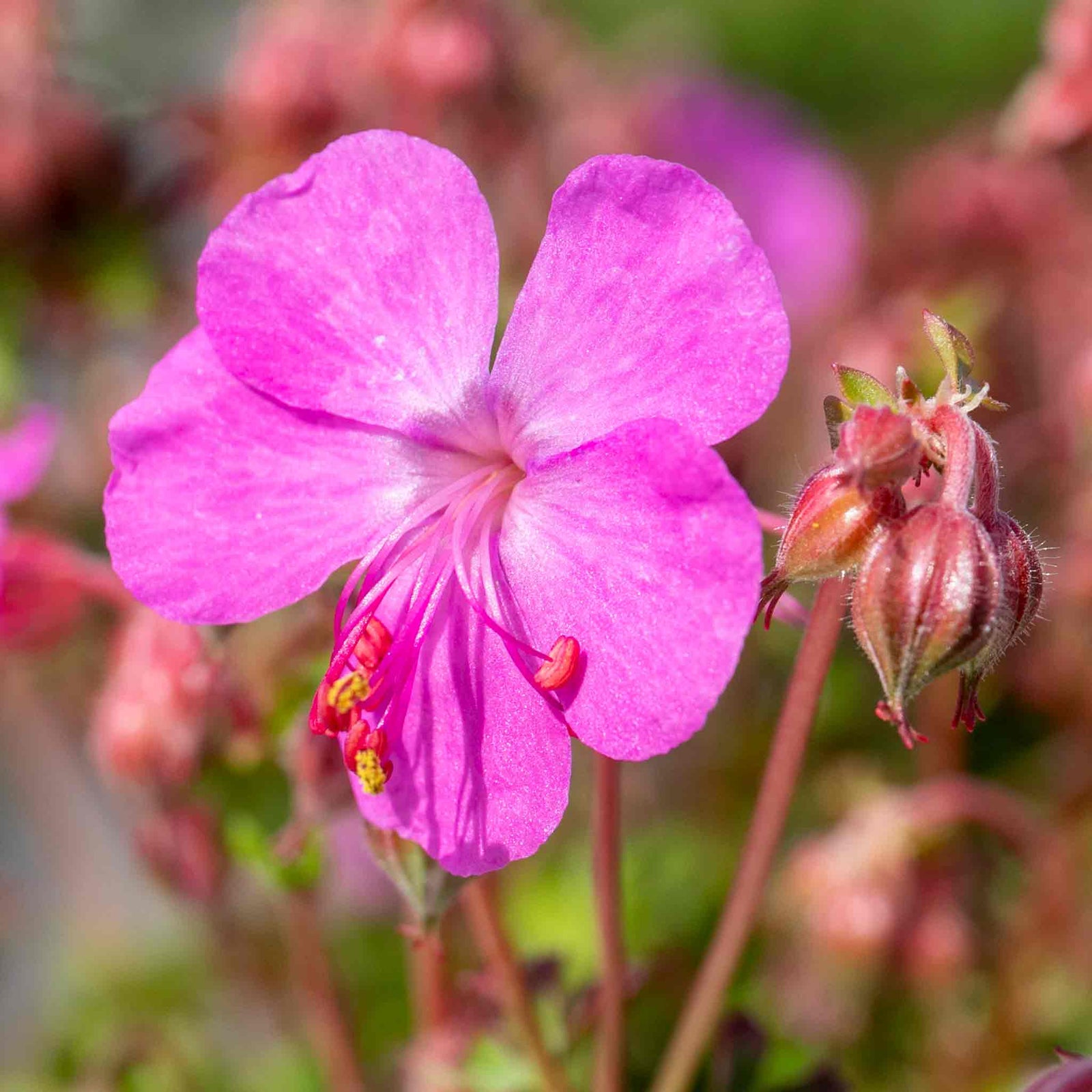 Geranium 'intense' 50cm Neon-pink Flowering Perennial | 1 x 9cm | Pink