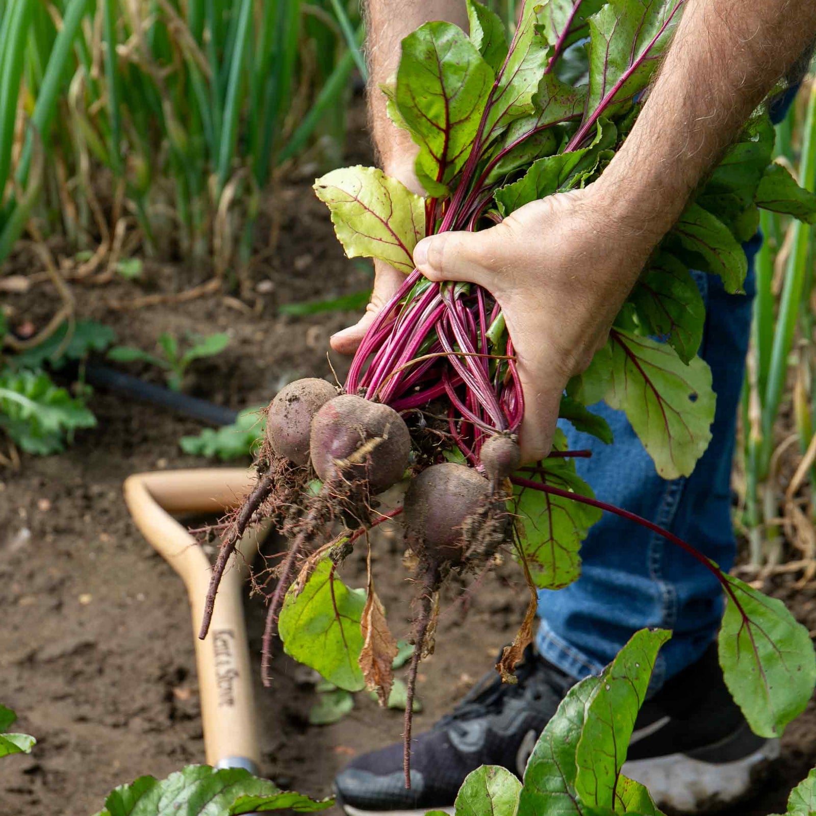 Beetroot 'chioggia' F1 Hybrid Seedlings | 12 x Pro Grower Plugs | White