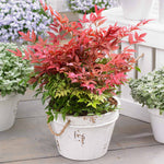 Nandina Domestica 'obsessed' Compact Evergreen For Containers And Borders | 1 x 9cm | Red