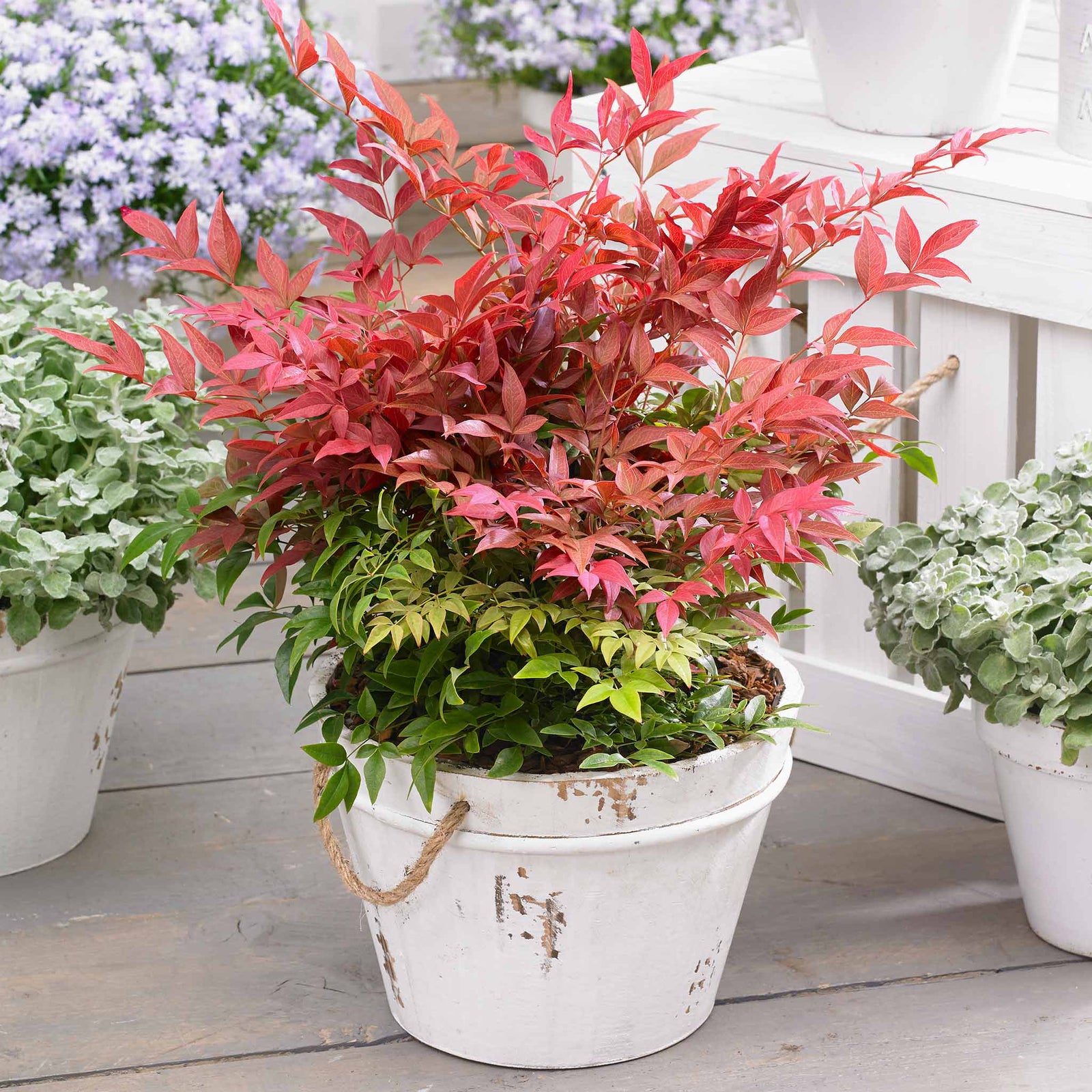 Nandina Domestica 'obsessed' Compact Evergreen For Containers And Borders | 1 x 3L | Red