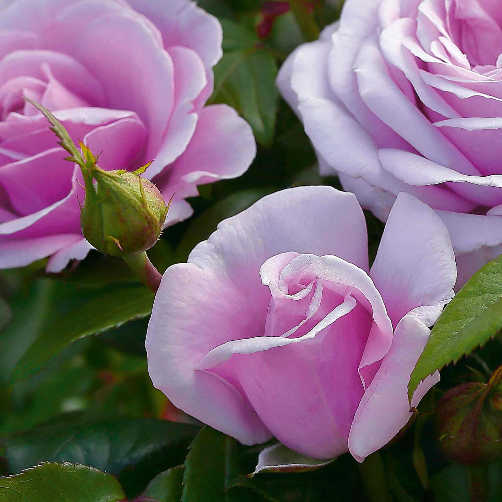 Rose 'hopes And Dreams' (hybrid Tea), Lilac, Fragrant | 1 x Bare Root | Purple