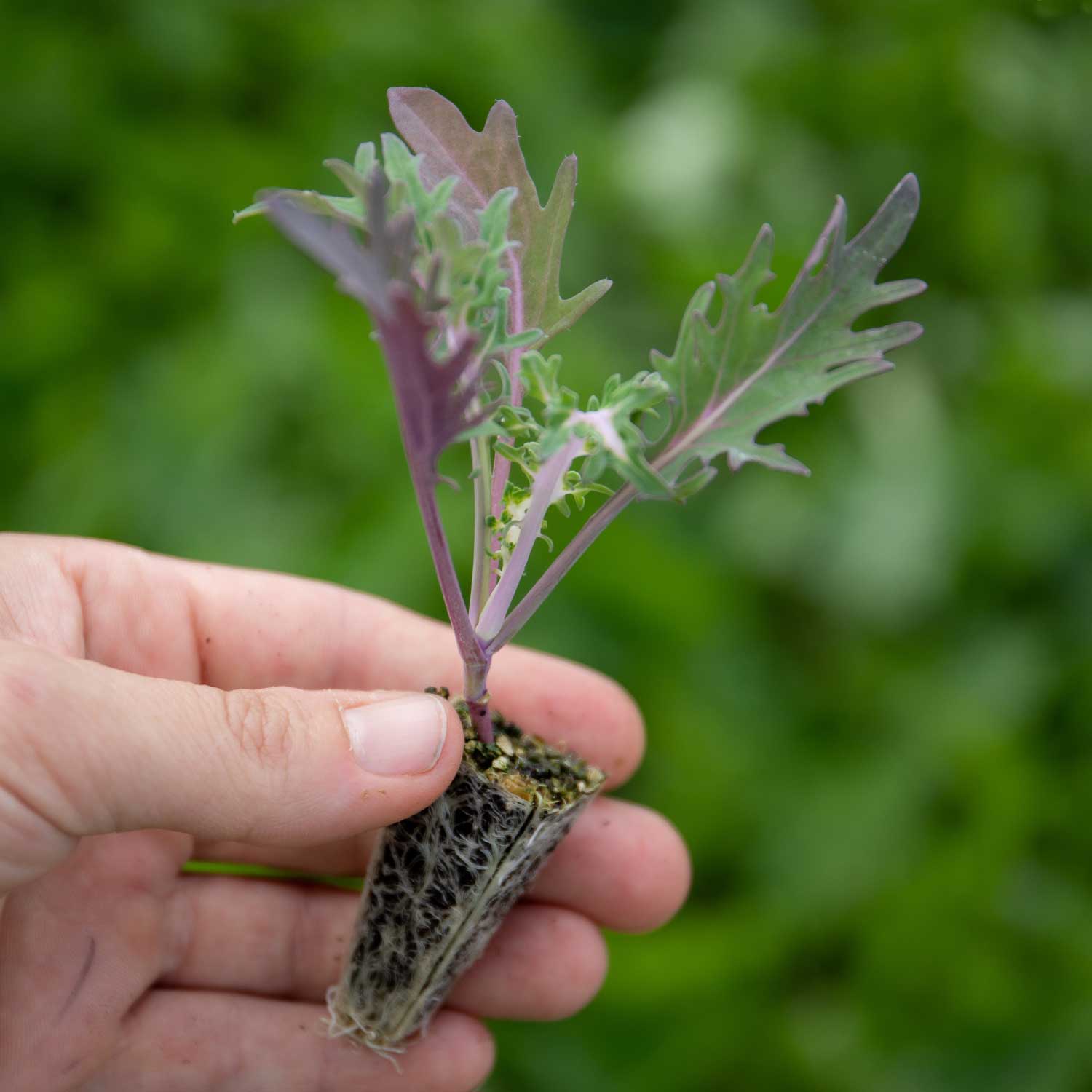 Kalettes Kale X Brussels Sprout Winter-hardy | 16 x Plug Plants | Green