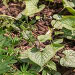 Brunnera Macrophylla 'jack Frost' – Silver-marbled Foliage & Blue Spring Flowers | 1 x 9cm | Multi