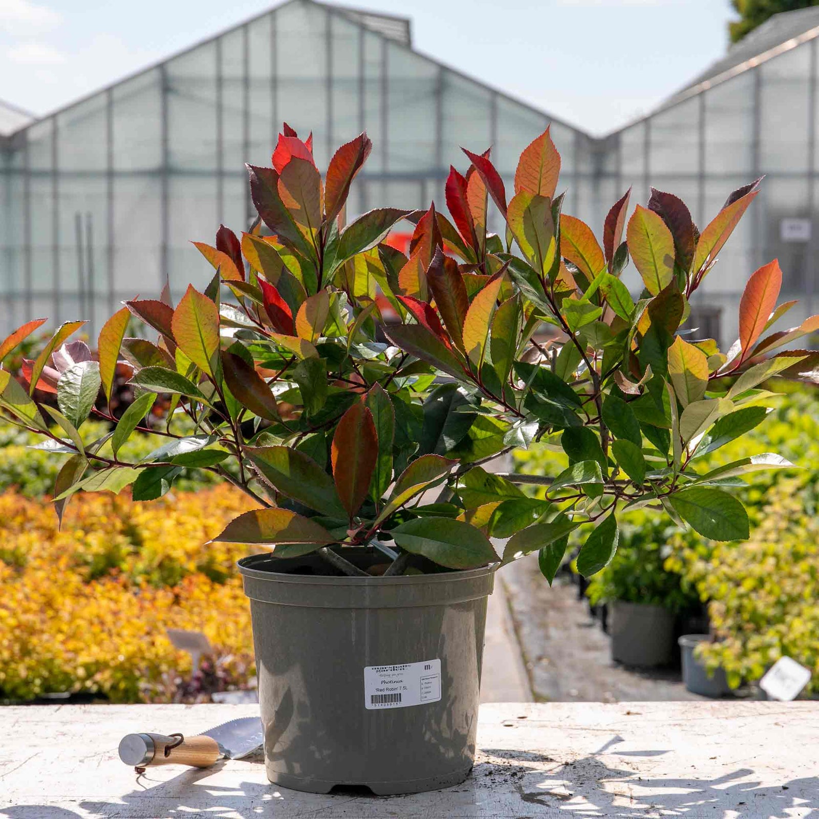 Photinia 'red Robin' Evergreen Shrub For Hedges And Containers | 1 x 15.5L | Red