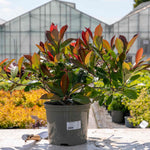Photinia 'red Robin' Evergreen Shrub For Hedges And Containers | 1 x 9cm | Red