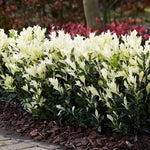 Euonymus 'himalaya' Evergreen Shrub - Hardy Low-maintenance | 1 x 9cm | Green & White