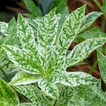 Fatsia Japonica 'spider's Web' Plant | 1 x 9cm | Green & White