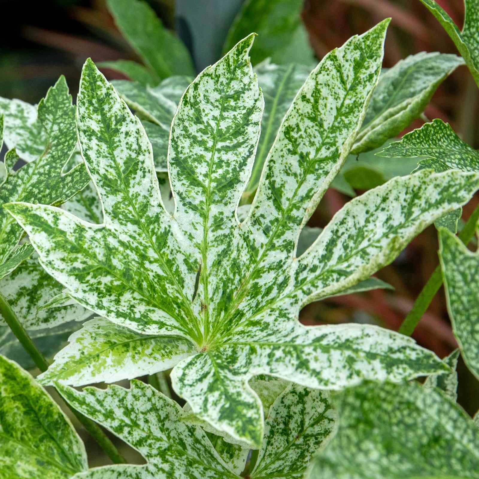 Fatsia Japonica 'spider's Web' Plant | 1 x 9cm | Green & White