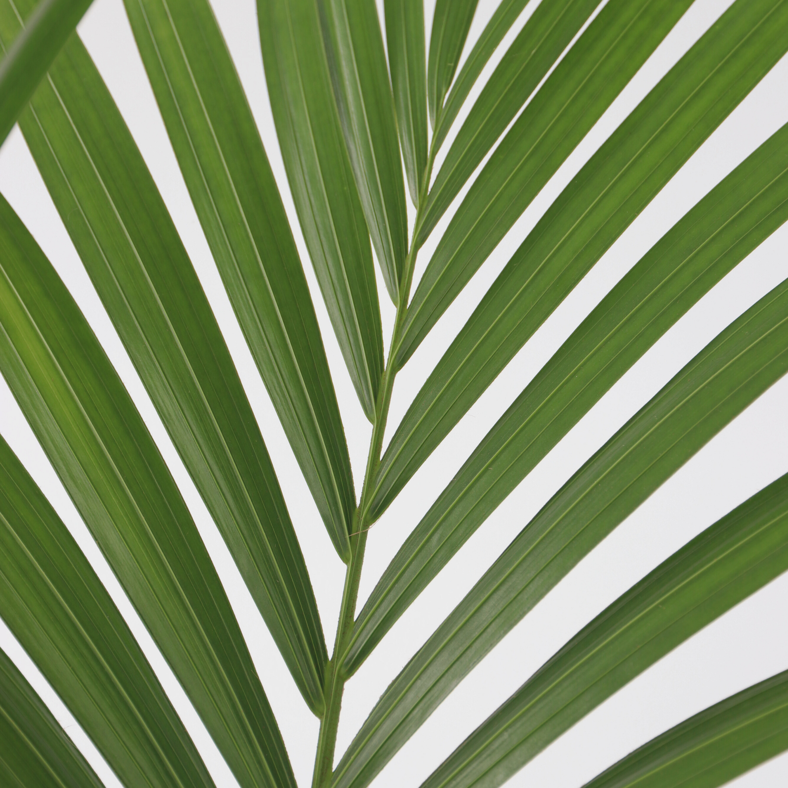 Kentia Palm - 2 Pcs. - Howea Forsteriana - Height 90-100cm - ⌀18cm | Set of 2 | Green
