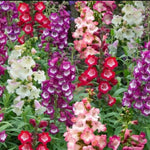 Thompson & Morgan Penstemon Arabesque Mix 12 X Garden Ready Plants - Long Flowering Perennial