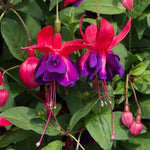 Fuchsia 'southern Belles Voodoo' Double Purple & Red For Hanging Baskets | 6 x Plug Plants | Multi Colour
