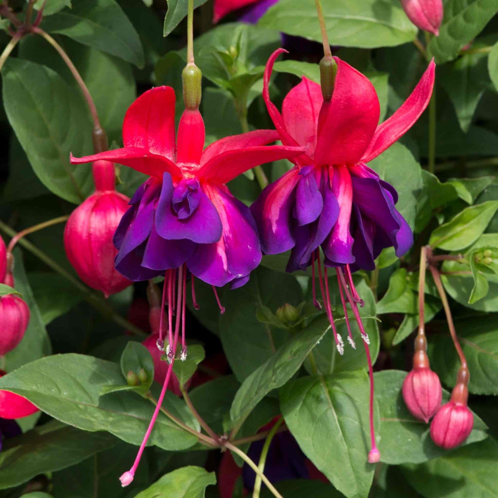 Fuchsia 'southern Belles Voodoo' Double Purple & Red For Hanging Baskets | 12 x Plug Plants | Multi Colour