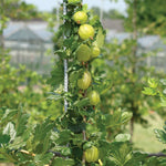 Gooseberry 'invicta', Rhs-recommended, Mildew-resistant | 3 x Bare Root | Pale Green